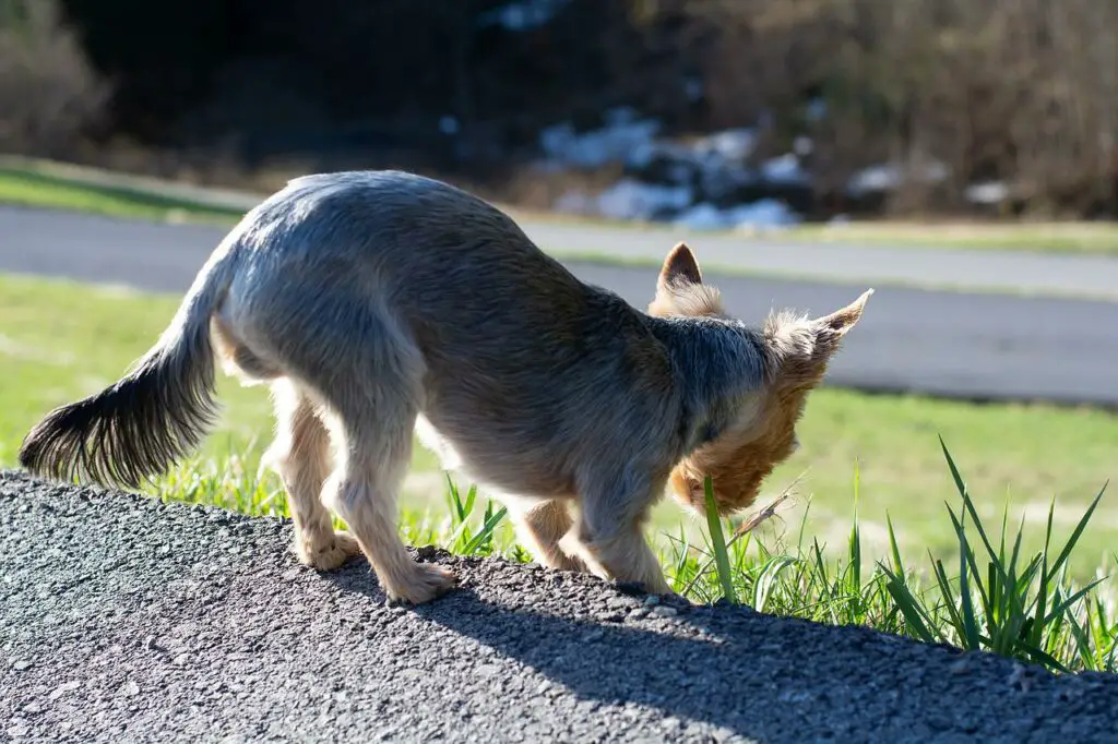 Can dogs have buttermilk