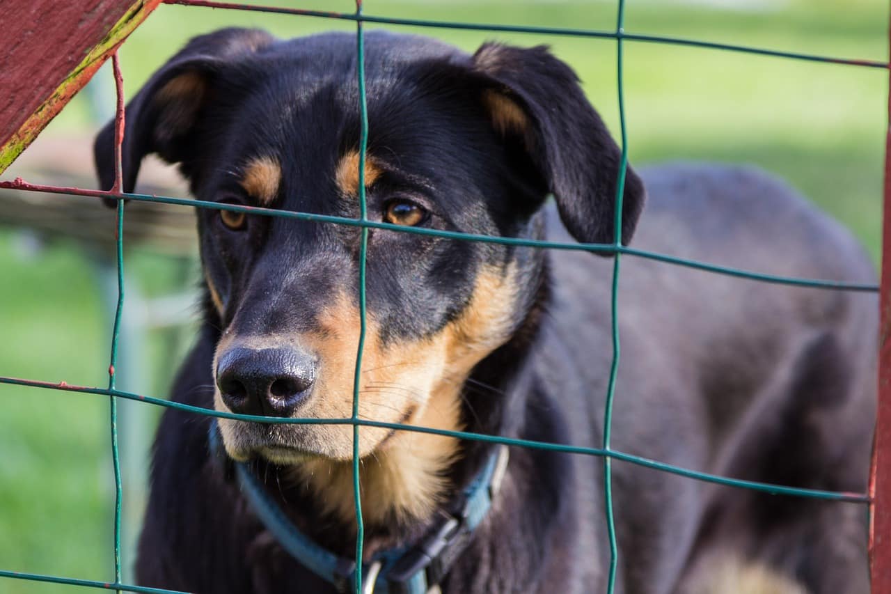 will cashews hurt dogs