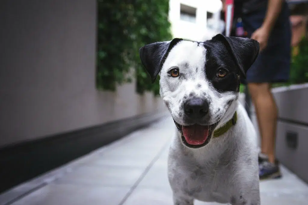 are onion flakes bad for dogs