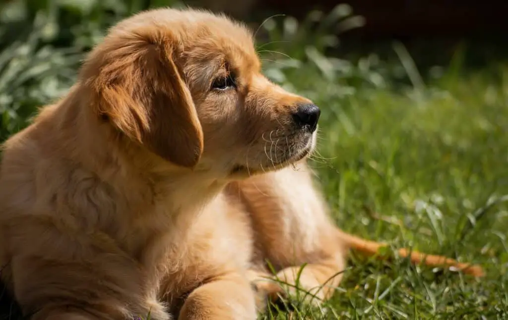 Canned salmon for dogs