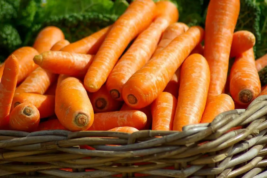 can frenchies eat carrots