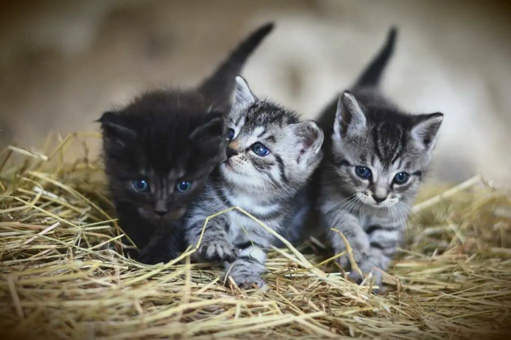 Cat Milk