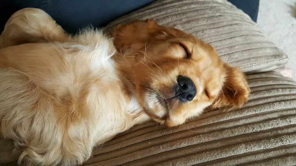 Cocker Spaniels