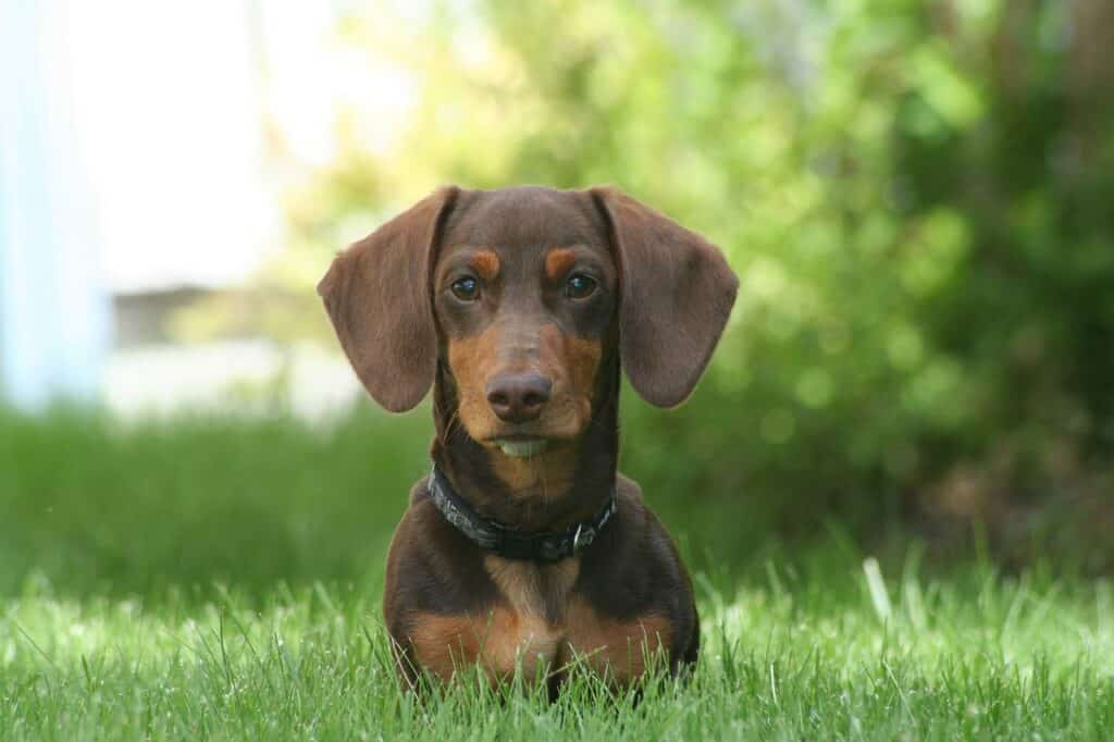 how much do dachshunds shed