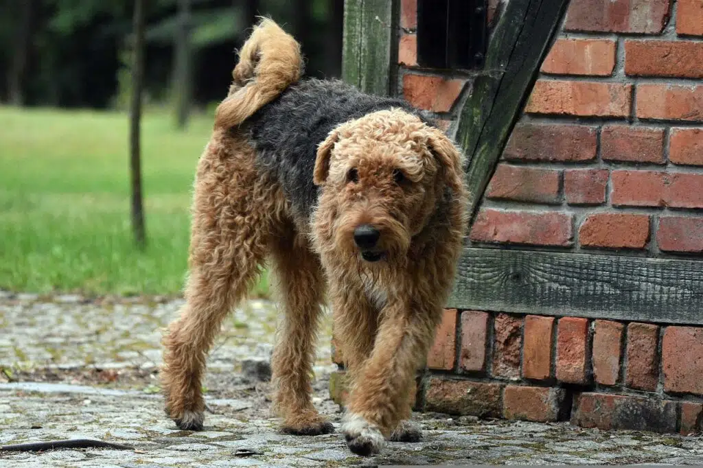 are airedale dogs hypoallergenic