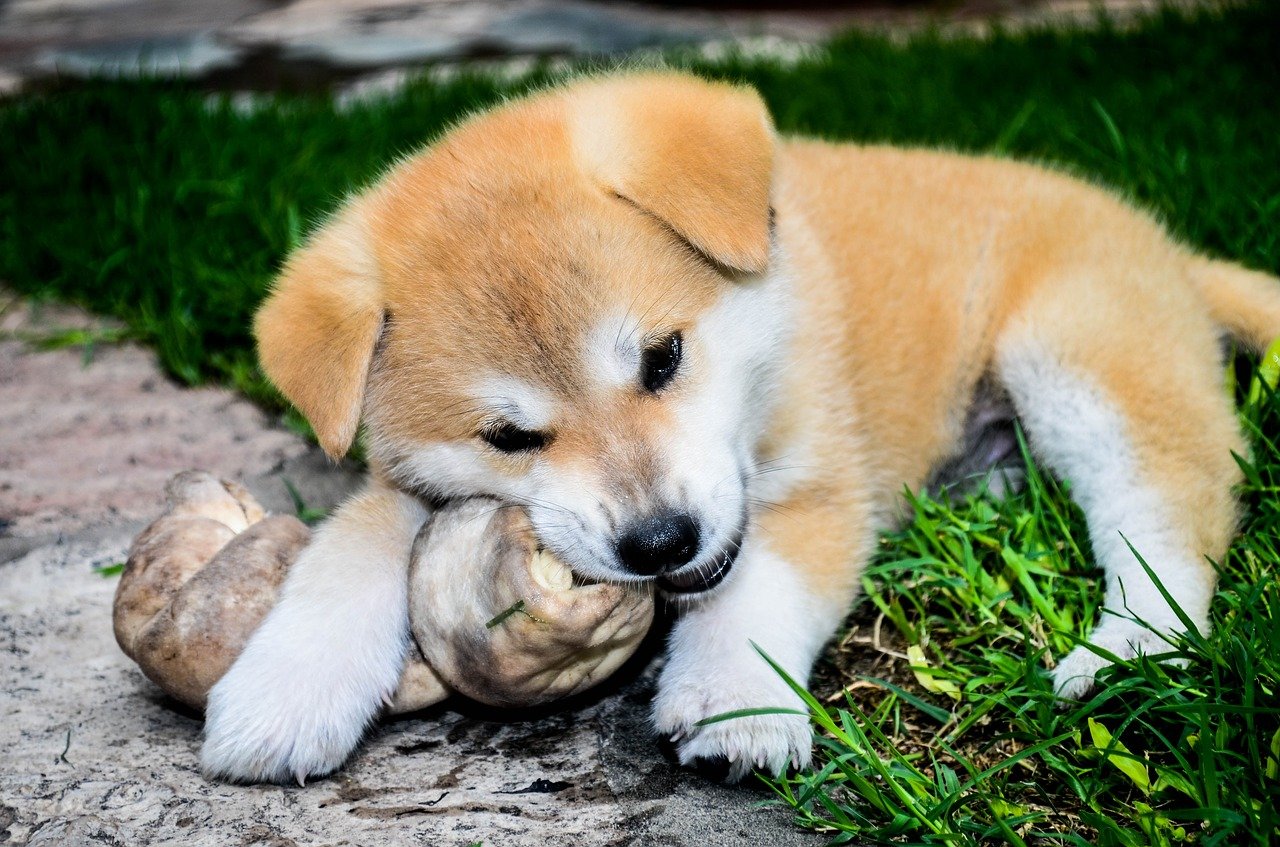 Do Akitas Bark? 5 Reasons They Rarely Bark