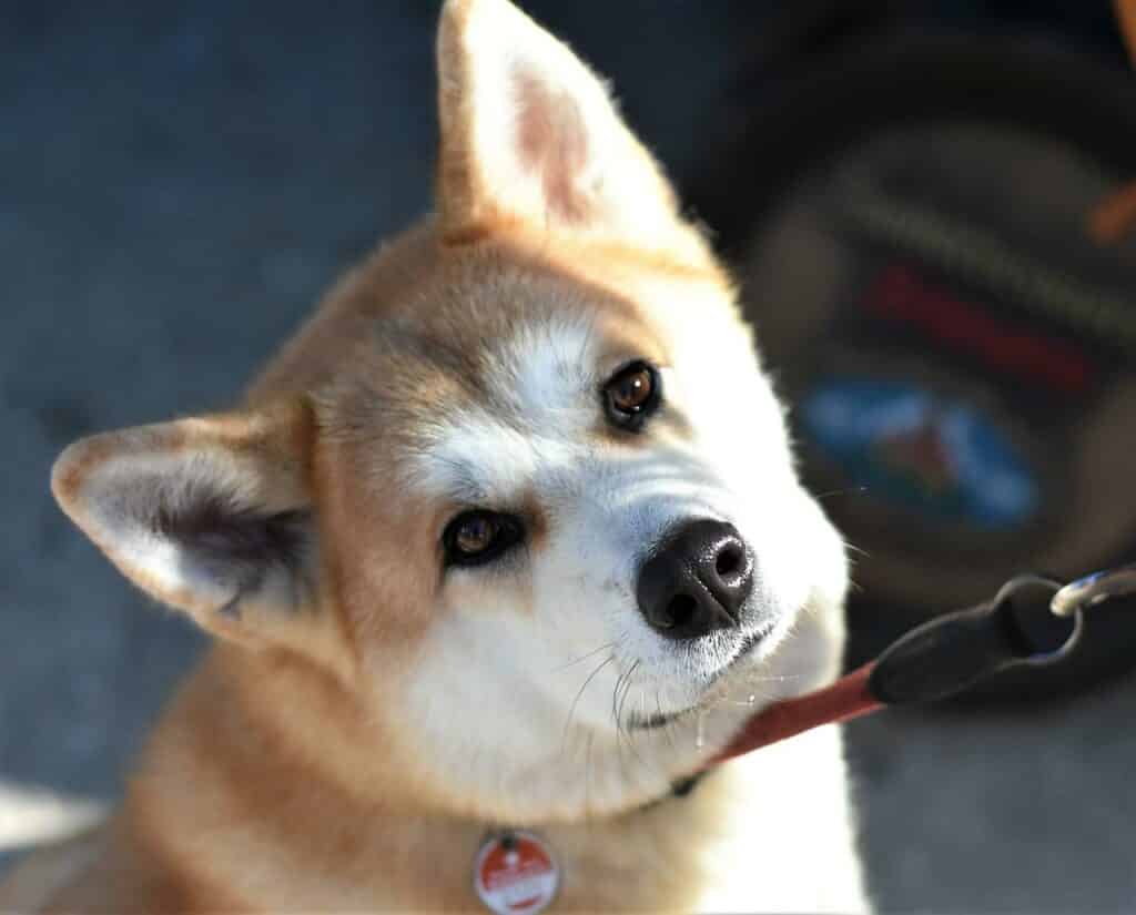 akita shedding a lot