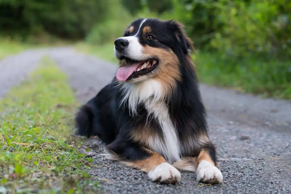 Do Australian Shepherds Bark A Lot