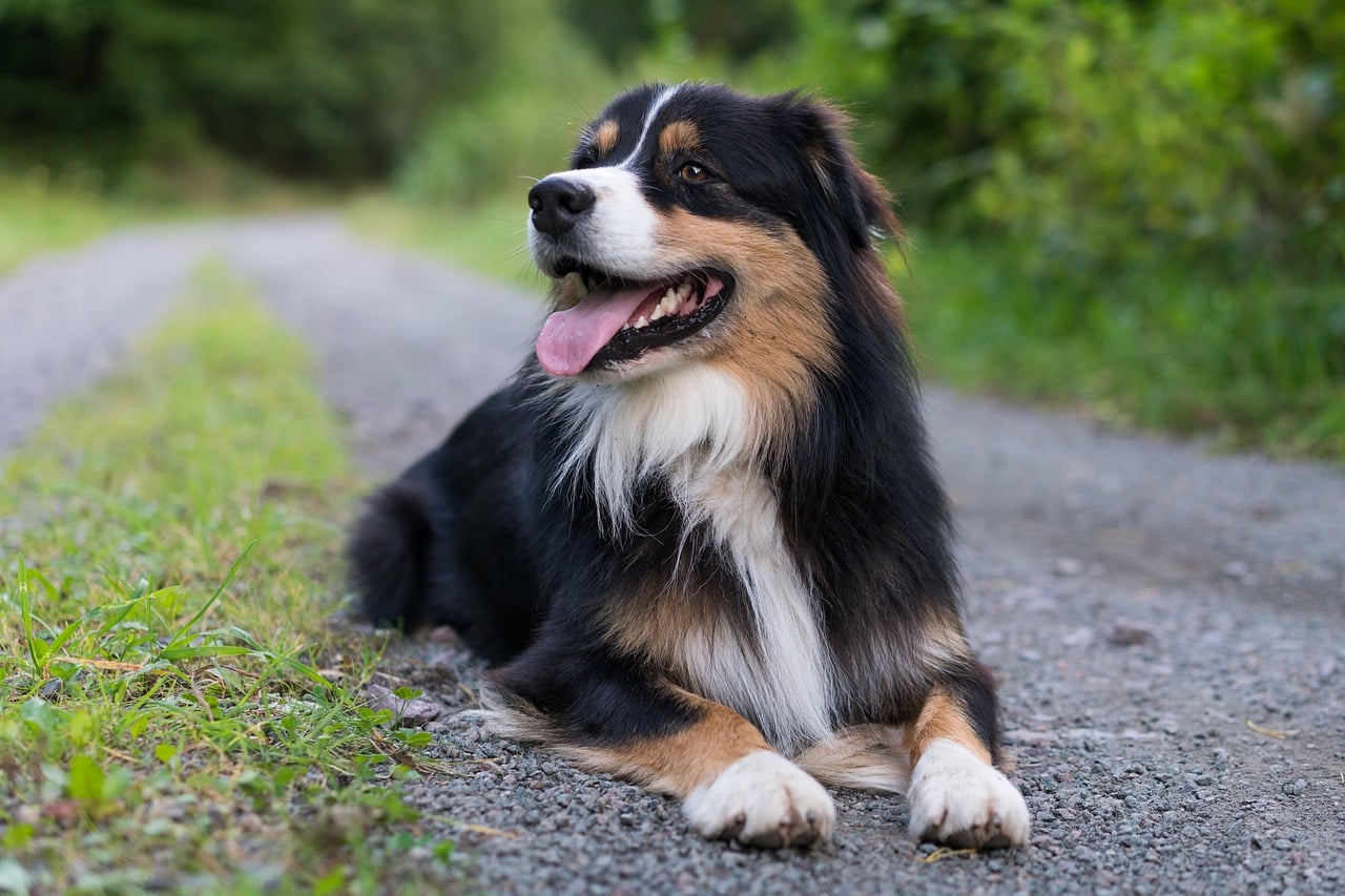 Do Australian Shepherds Bark A Lot?