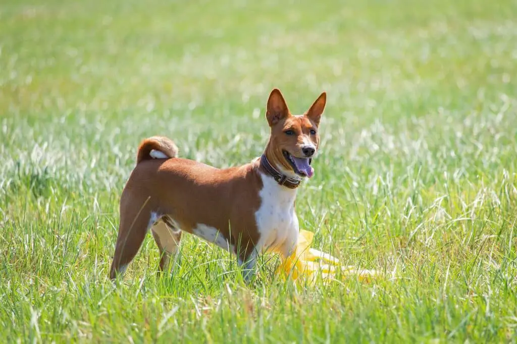 Do Basenjis Shed