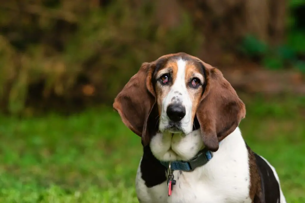 Do Basset Hounds Shed