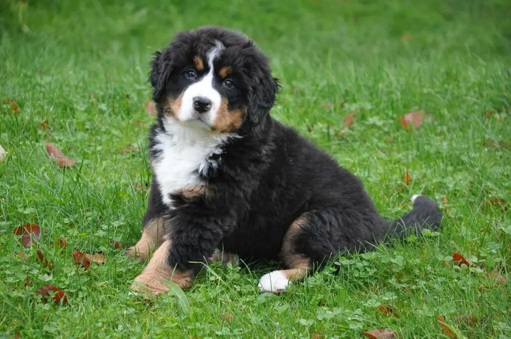 Do Bernese Mountain Dogs Shed