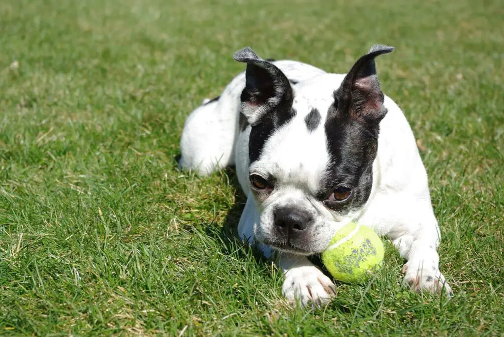 are boston terrier noisy