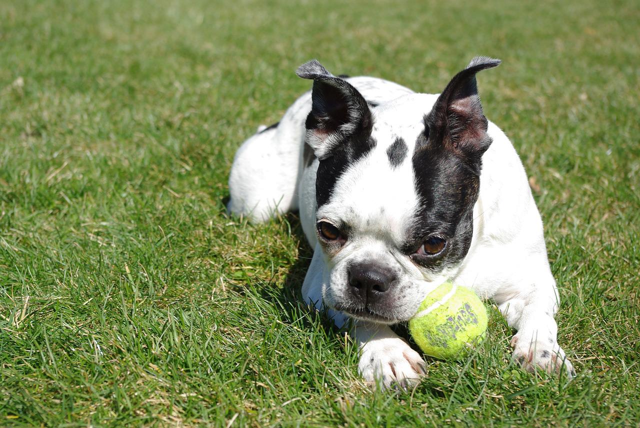 do terriers bark