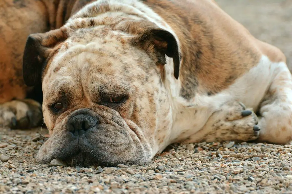 how often do boxers poop