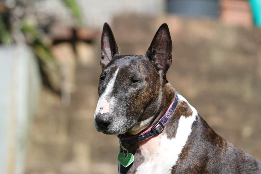 Do Bull Terriers Shed