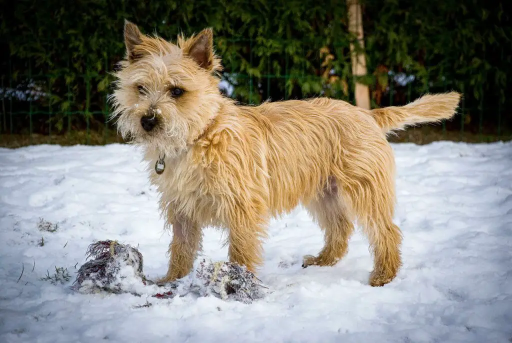 Do Cairn Terriers Shed
