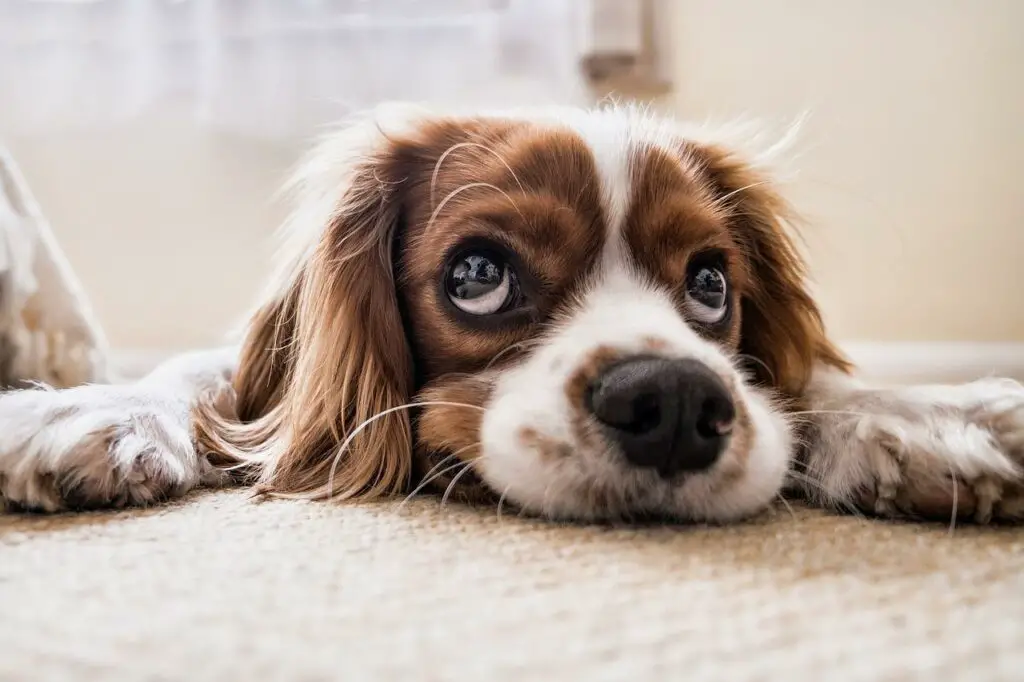 Do Cocker Spaniels Shed