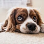 Do Cocker Spaniels Shed?