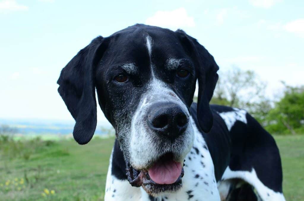 Do English Pointers Shed