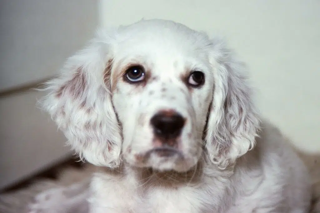 do english setters have an undercoat