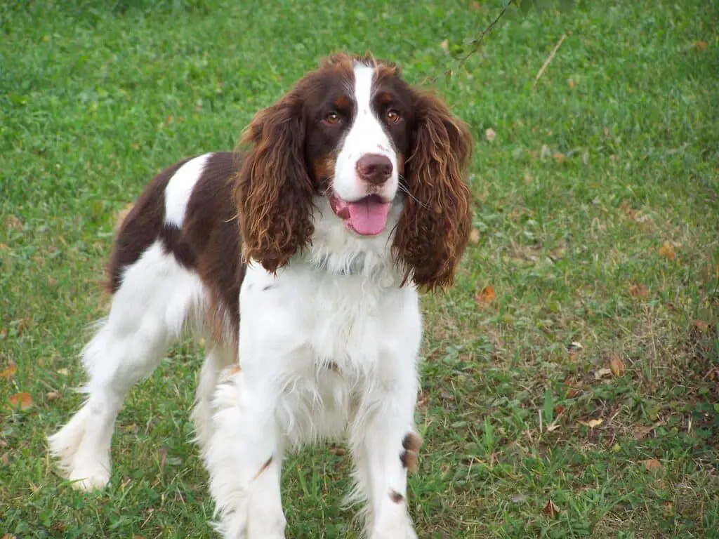 do springer spaniels shed a lot of hair