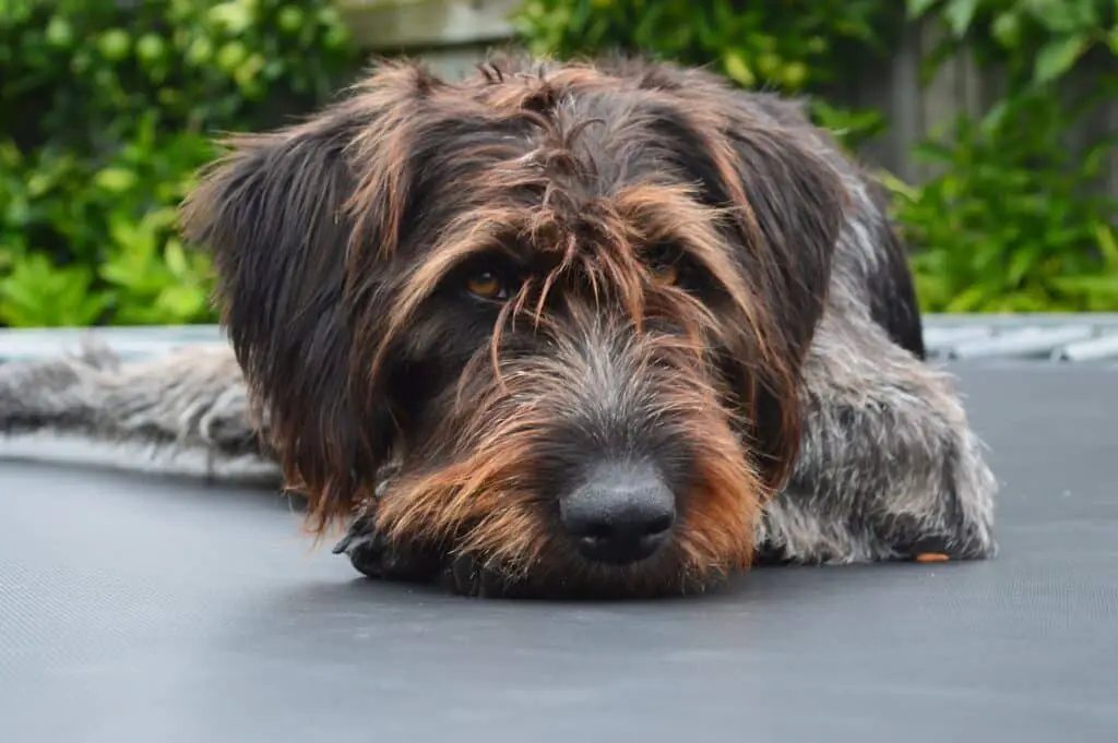 are german roughhaired pointer puppies lazy