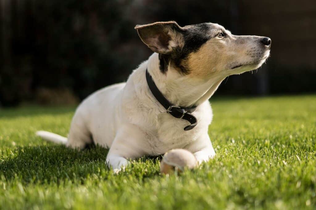 Do Jack Russell Terriers Shed