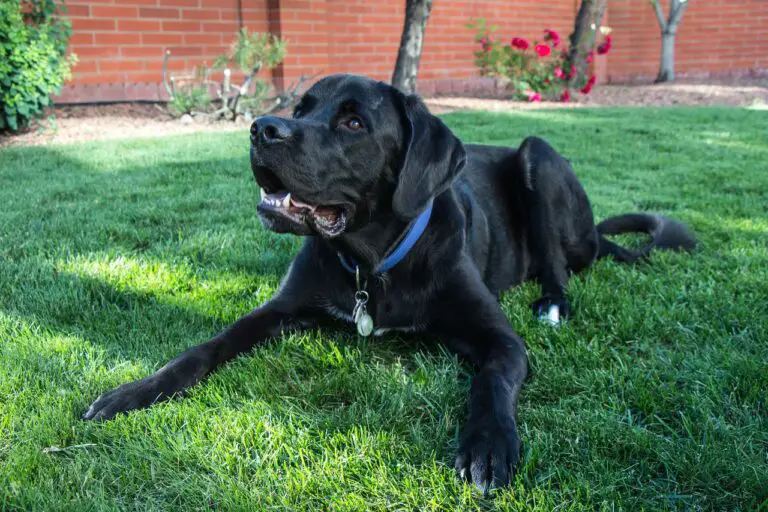 Do Newfoundlands Shed?