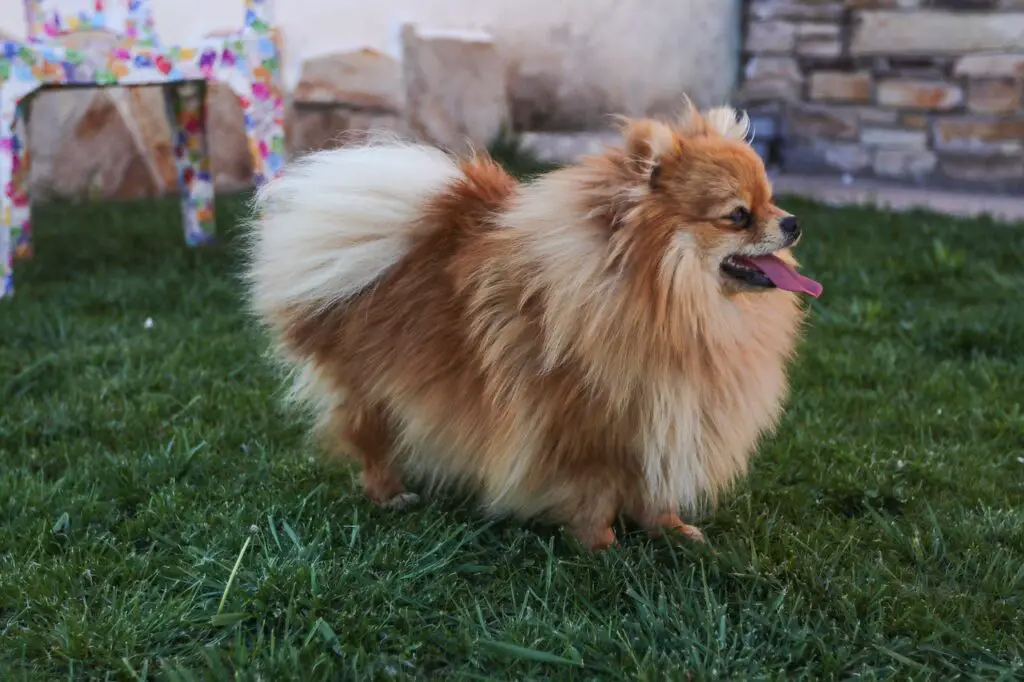 Do Pomeranians Shed