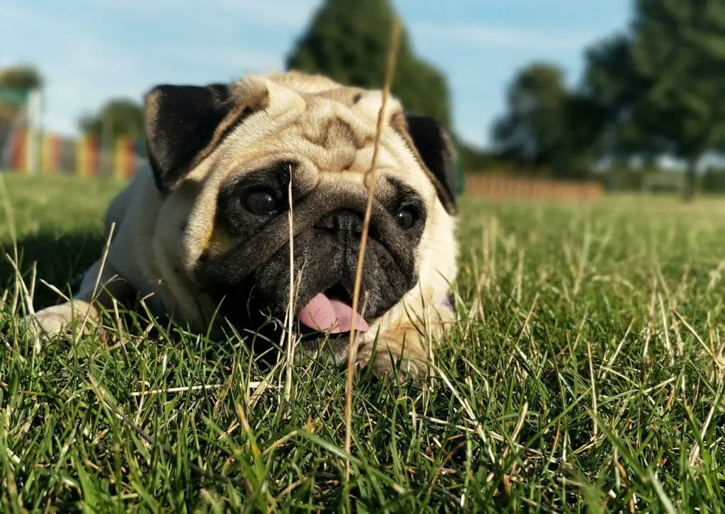 do pug puppies bark a lot