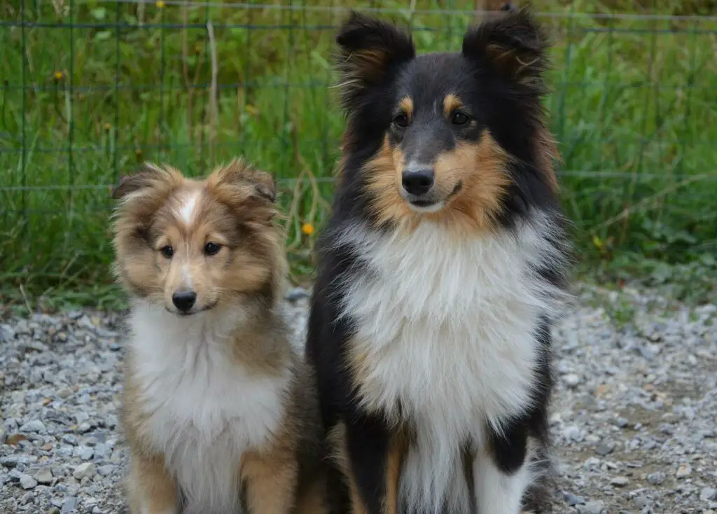 Do Shetland Sheepdogs Shed