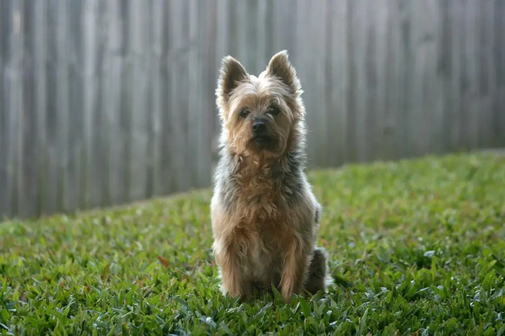 are australian silky terrier puppies lazy