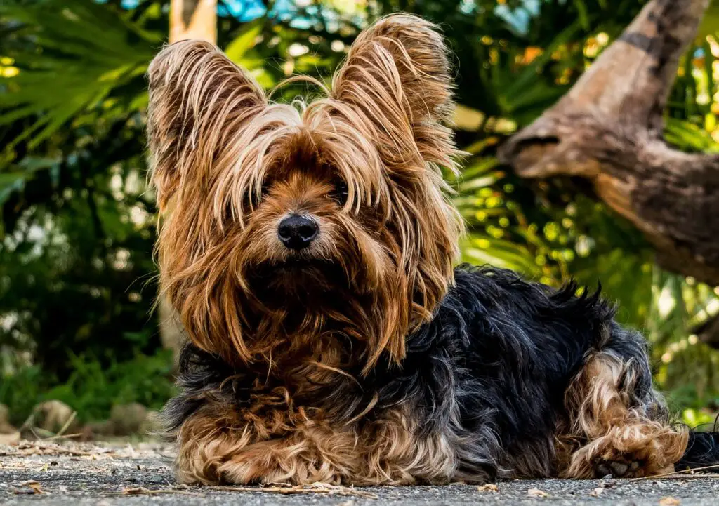 Do Tibetan Terriers Shed