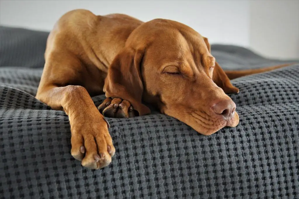 Do Vizsla dogs shed