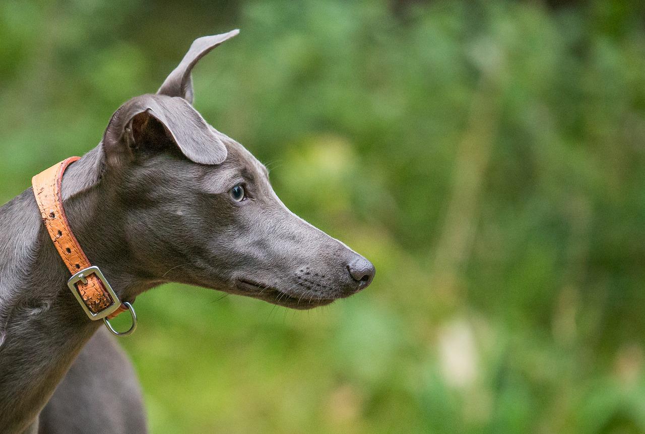 Do Whippets Shed?