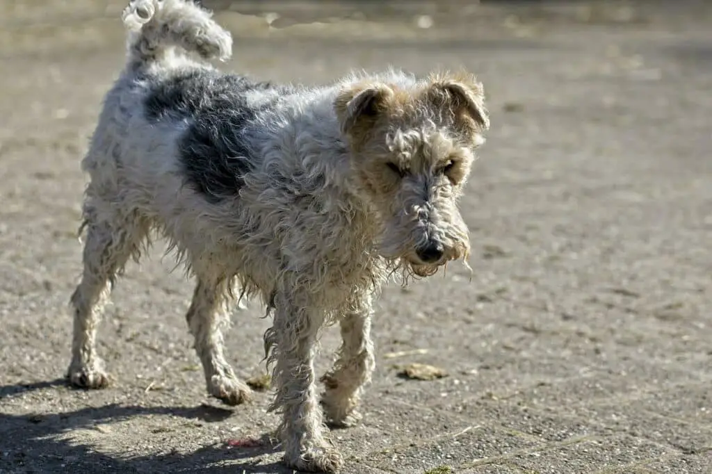 Do Wire Fox Terriers Shed