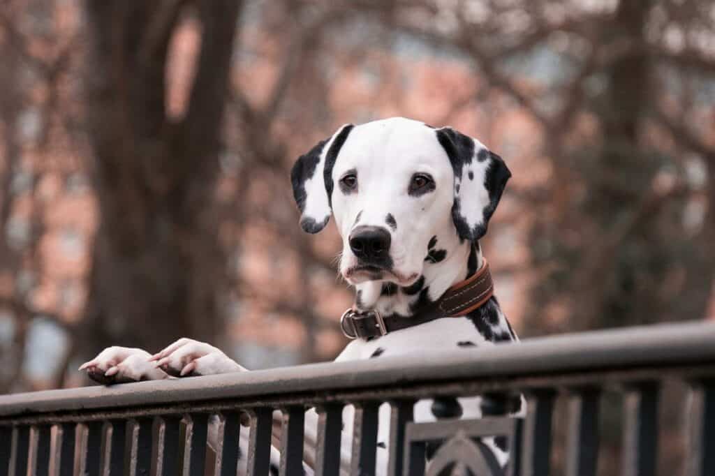 Do dalmatians bark