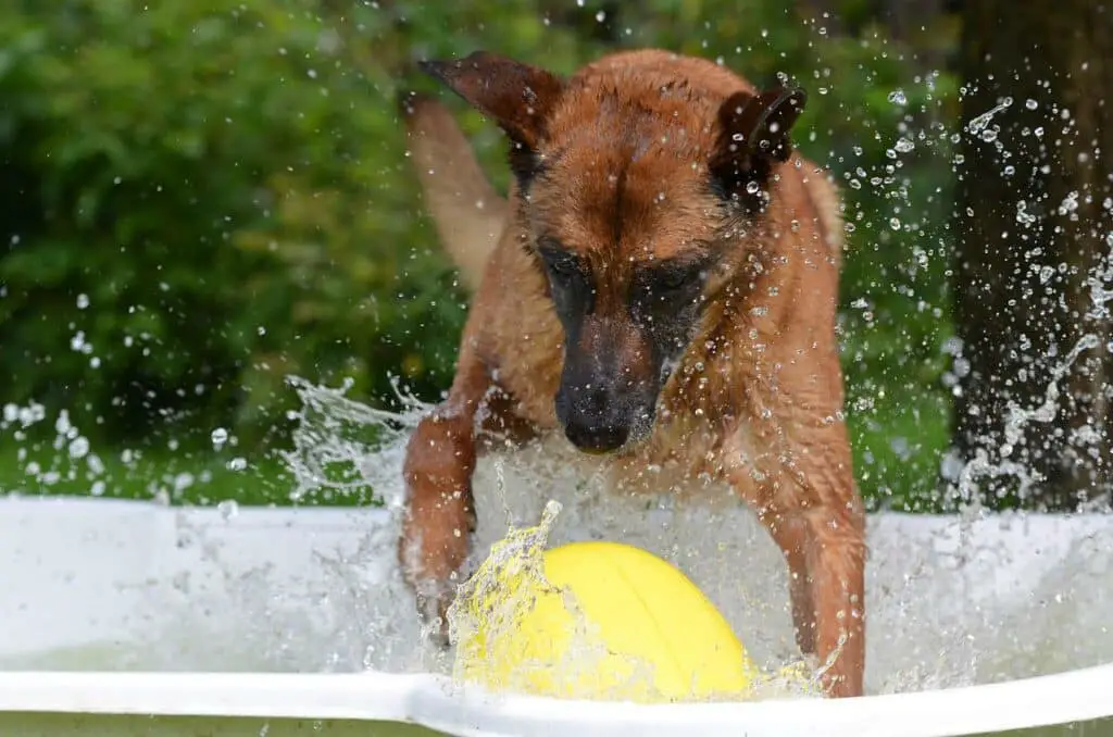 Do dandelions cause diarrhea in dogs