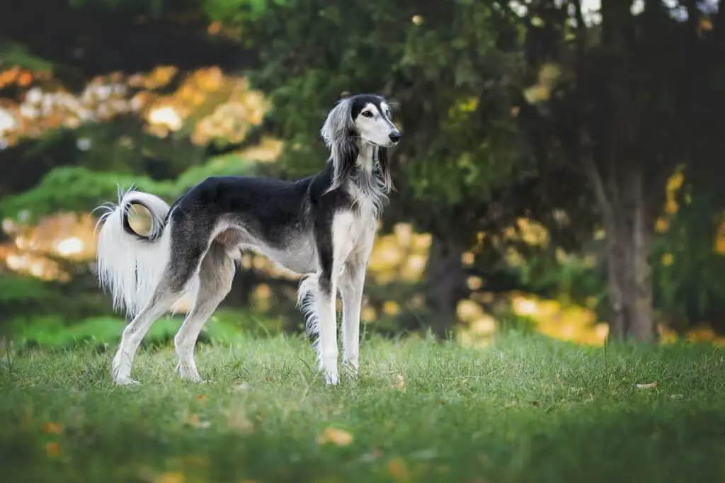 Do greyhounds shed