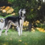 Do Greyhounds Shed?