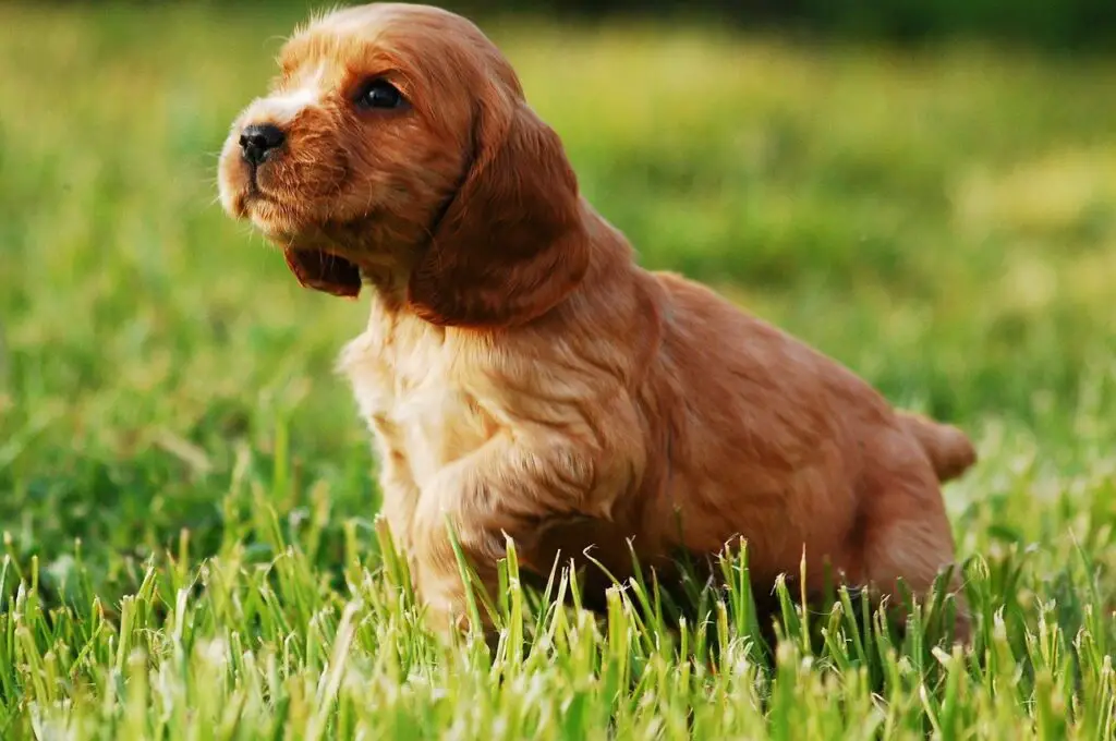 English Cocker Spaniel