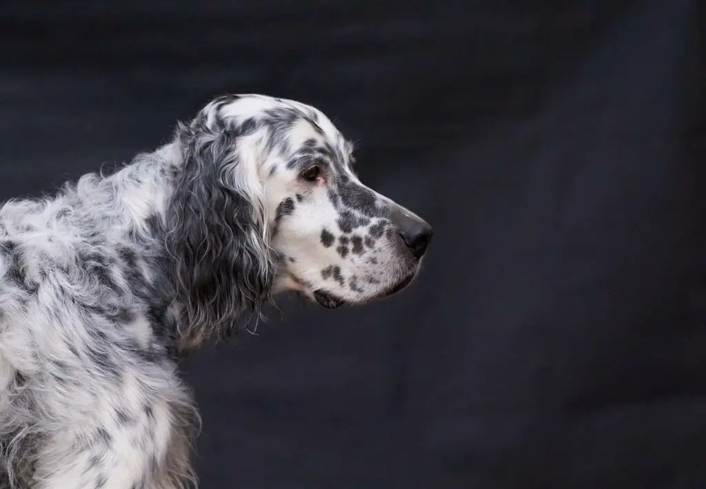 English Setters