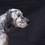 Do English Setters Shed?
