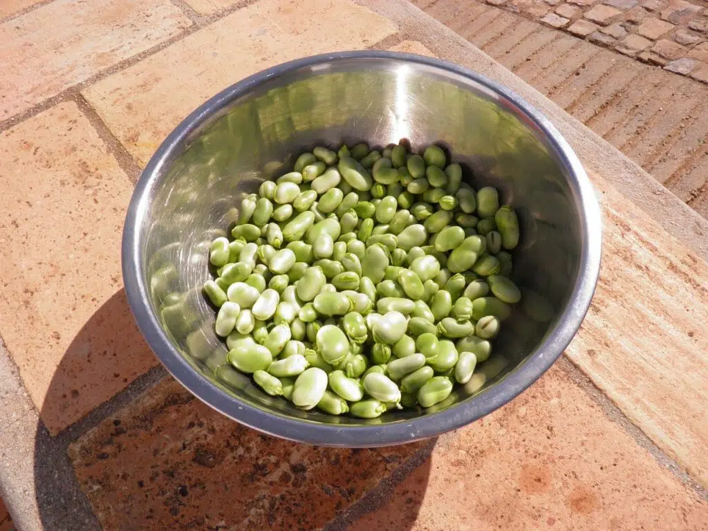 Are Fava Beans Bad For Dogs