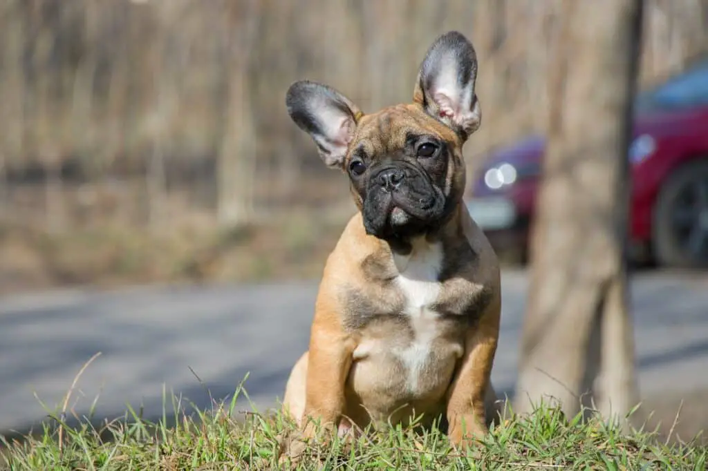 do french bulldogs shed