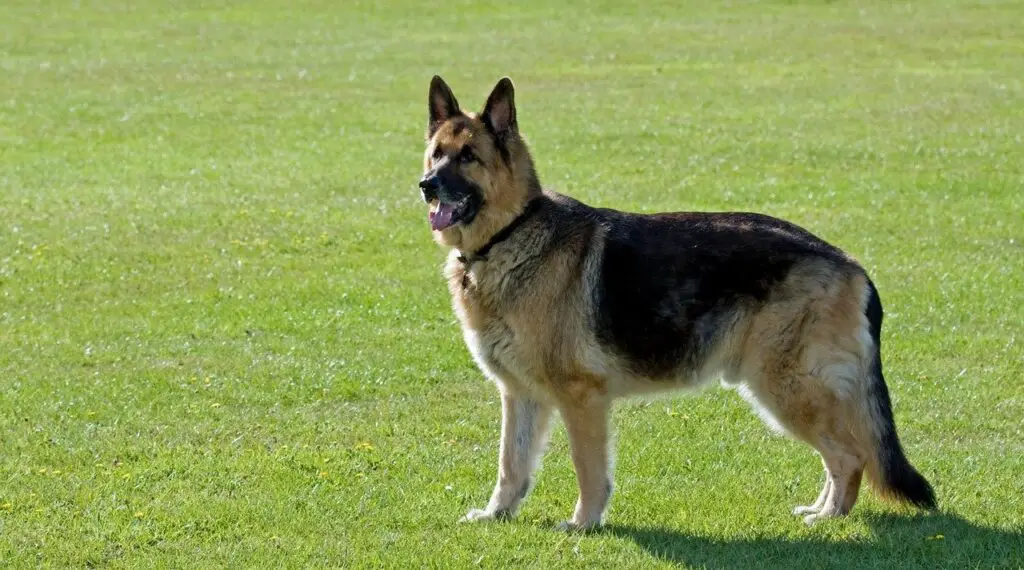 German Shepherds