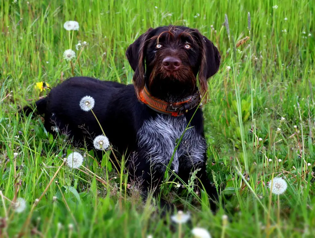 are german roughhaired pointer puppies lazy