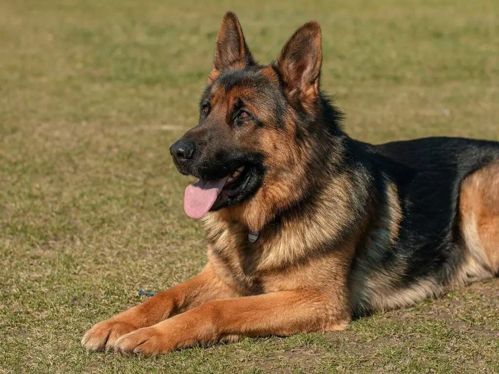 German shepherds