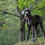 How Fast Can A Great Dane Run?